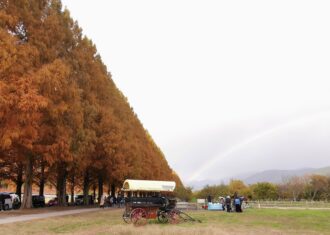 巨大なメタセコイヤ並木に虹がかかった